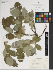 Foto von Salix lanata subsp. lanata L.